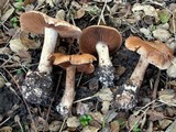 Cortinarius subbalaustinus image