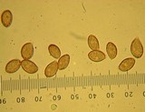 Cortinarius subbalaustinus image