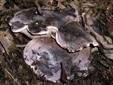 Sarcodon fuscoindicus image