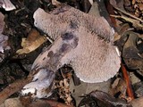Sarcodon fuscoindicus image