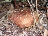 Leccinum manzanitae image