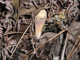Clavariadelphus occidentalis image