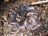 Sarcodon fuscoindicus image