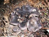 Sarcodon fuscoindicus image