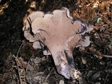 Sarcodon fuscoindicus image