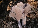 Sarcodon fuscoindicus image