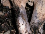 Sarcodon fuscoindicus image