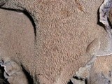 Sarcodon fuscoindicus image