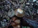 Psilocybe crobula image