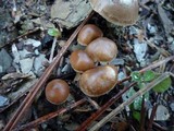 Psilocybe crobula image