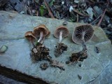 Psilocybe crobula image
