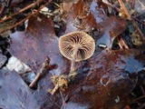 Psilocybe crobula image