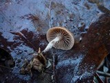 Psilocybe crobula image