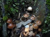 Psilocybe crobula image