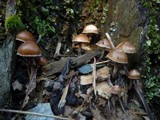 Psilocybe crobula image