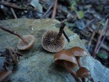 Psilocybe crobula image
