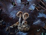 Psilocybe crobula image