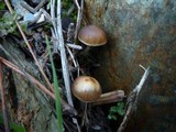 Psilocybe crobula image