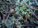 Psilocybe crobula image