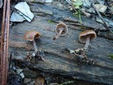Psilocybe crobula image