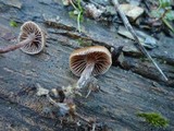 Psilocybe crobula image