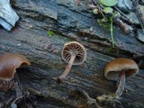 Psilocybe crobula image