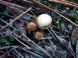 Psilocybe crobula image