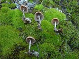 Psilocybe crobula image
