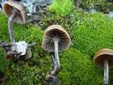 Psilocybe crobula image