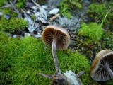 Psilocybe crobula image