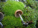 Psilocybe crobula image