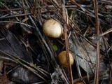 Psilocybe crobula image