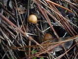 Psilocybe crobula image