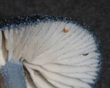 Entoloma melanocephalum image