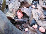 Lycogala epidendrum image