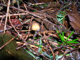 Psilocybe pelliculosa image