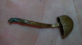 Psilocybe pelliculosa image