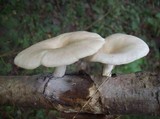 Pleurotus cornucopiae image