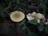 Polyporus ciliatus image