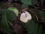 Polyporus ciliatus image