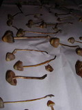 Psilocybe pelliculosa image