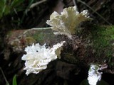 Hydnopolyporus fimbriatus image