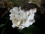 Hydnopolyporus fimbriatus image