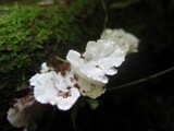 Hydnopolyporus fimbriatus image