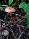 Laccaria bicolor image