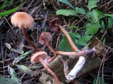 Laccaria bicolor image