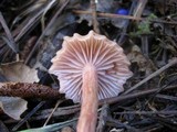 Laccaria bicolor image