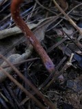 Laccaria bicolor image