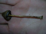 Psilocybe pelliculosa image