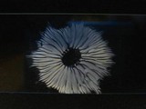 Laccaria bicolor image